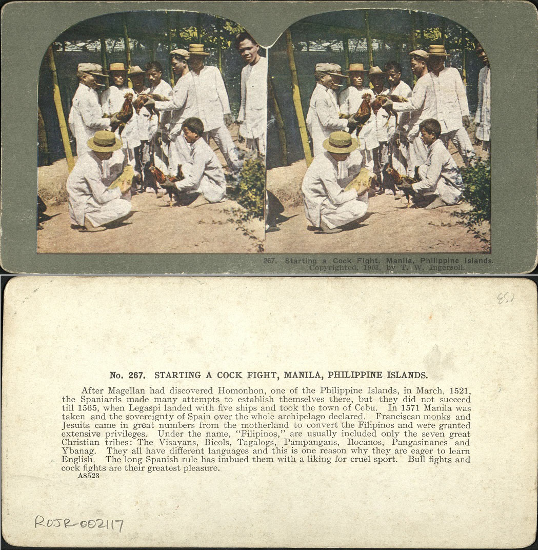 Starting a Cock Fight, Manila, Philippine Islands.